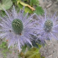Charbon Bleu Des Alpes