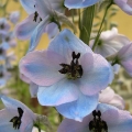 Delphinium