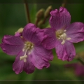 Epilobium