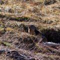 ours_mamotte-1.jpg