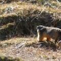 ours_mamotte-2.jpg