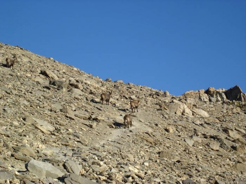 ... Chamois