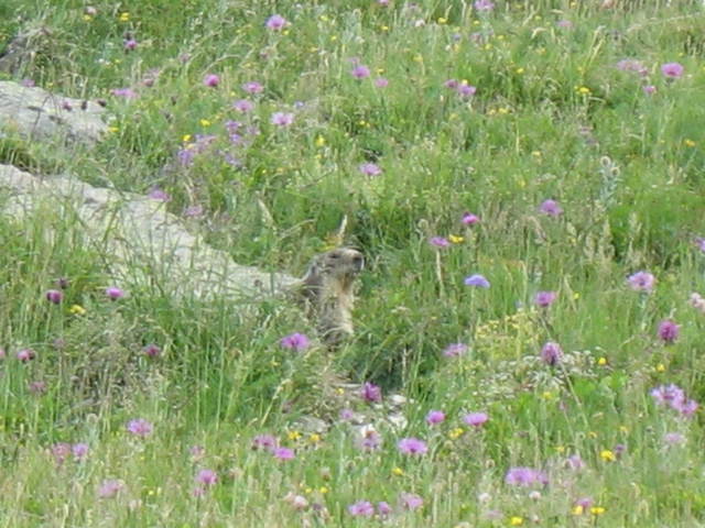 img0781uz5