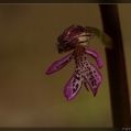 Orchis Purpuréa